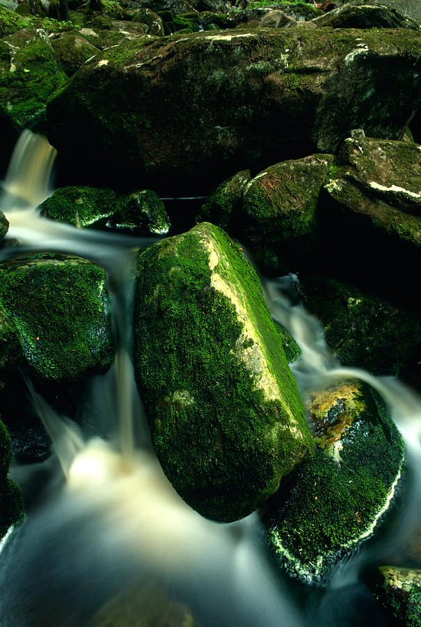 Emerald And Satin Photograph by Irwin Barrett