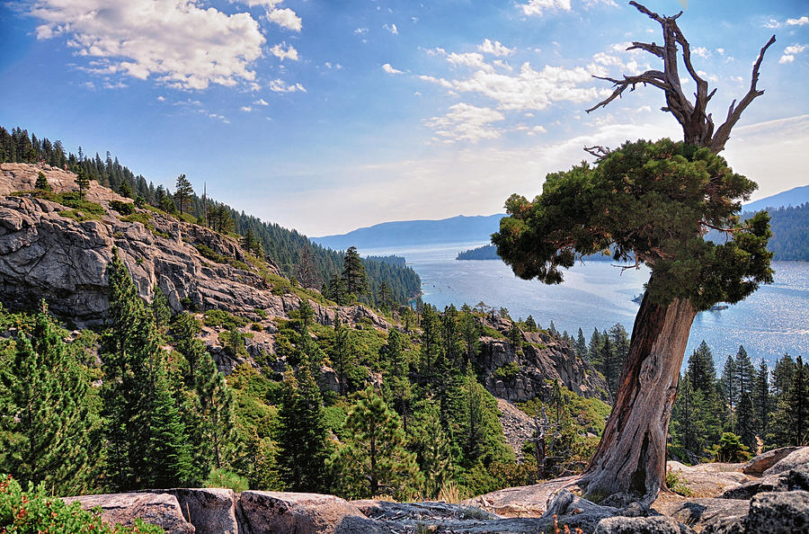 Tree Photograph - Emerald Bay III - Lake Tahoe - California by Bruce Friedman