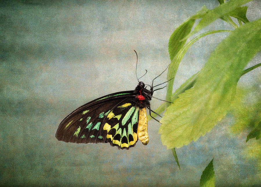 Butterfly Photograph - Emerald Beauty by Kim Hojnacki