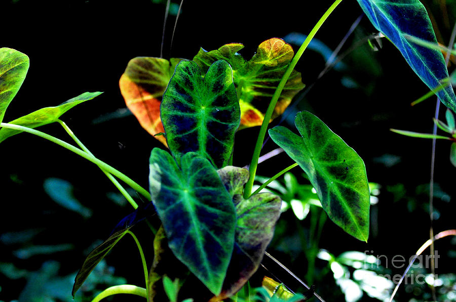 Emerald Colocasia Photograph by Tatyana Searcy