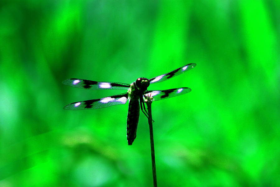 Insects Photograph - Emerald Dragon Fly by Nick Gustafson