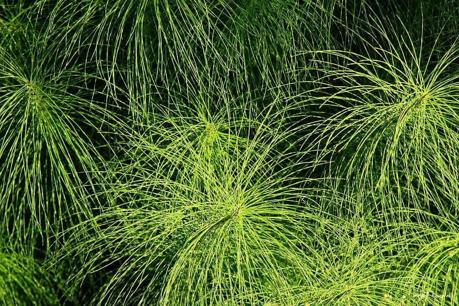 Green Photograph - Emerald Explosion by Winston Rockwell