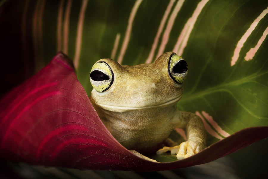 Frog Photograph - Emerald Eyed Tree Frog by Linda D Lester