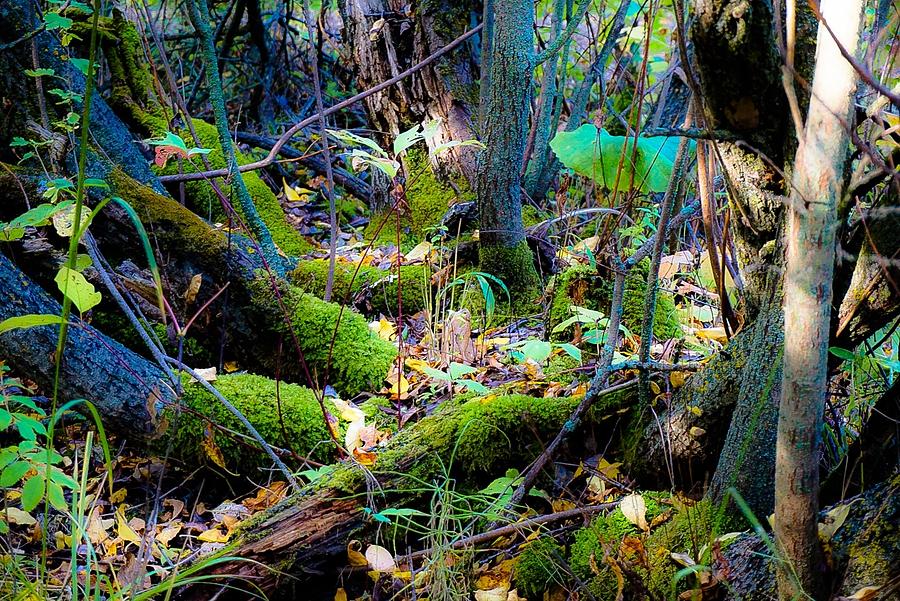 Emerald Forest Photograph by Desmond Raymond