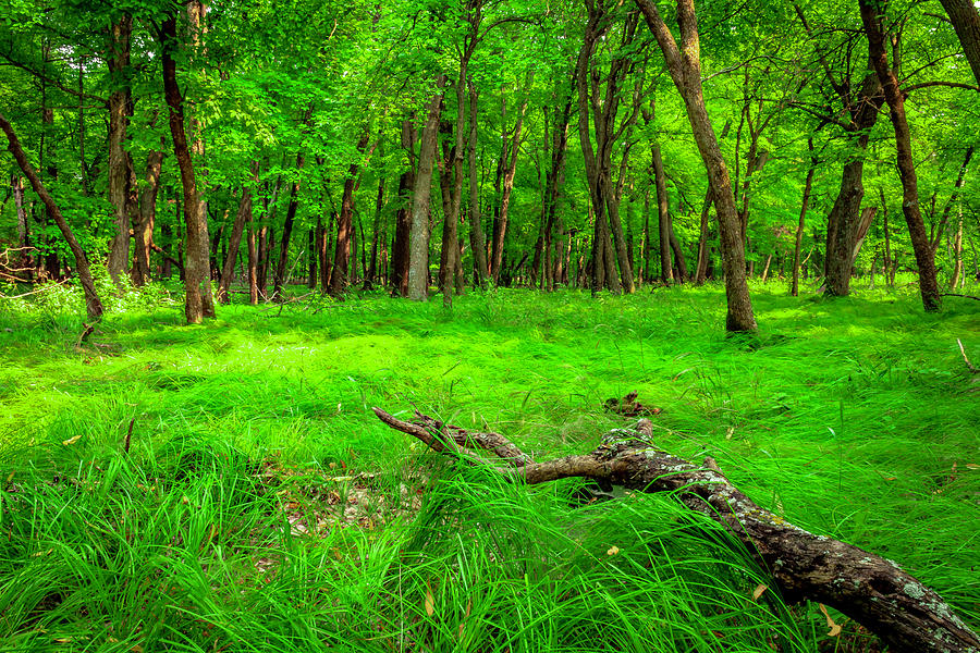 Emerald Forest Photograph by Kevin Argue