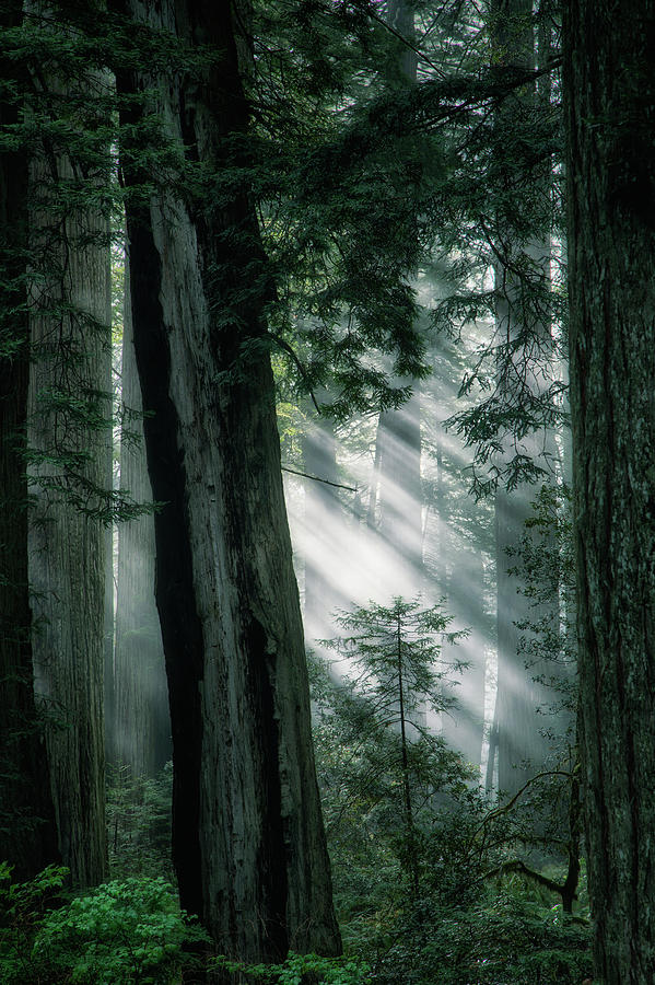 Redwoods Photograph - Emerald Forest by Vincent James