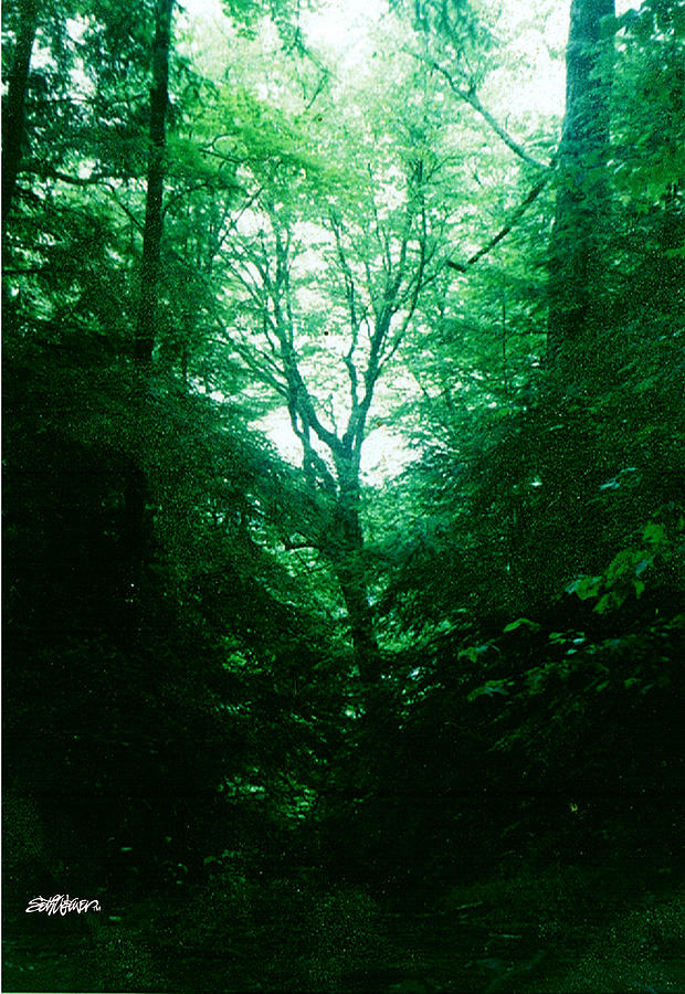 Emerald Glade Photograph by Seth Weaver Emerald Glade Photograph by Seth Weaver