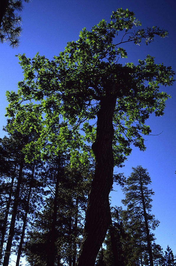 Emerald Oak Photograph by Randy Oberg