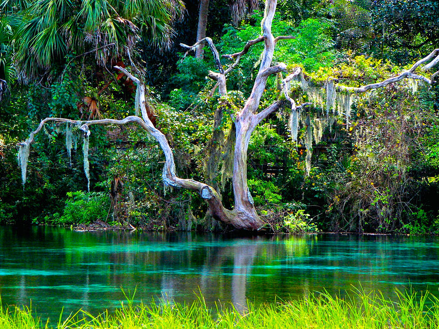 Tree Photograph - Emerald Paradise Rainbow Springs State Campground by Carolyn Wright