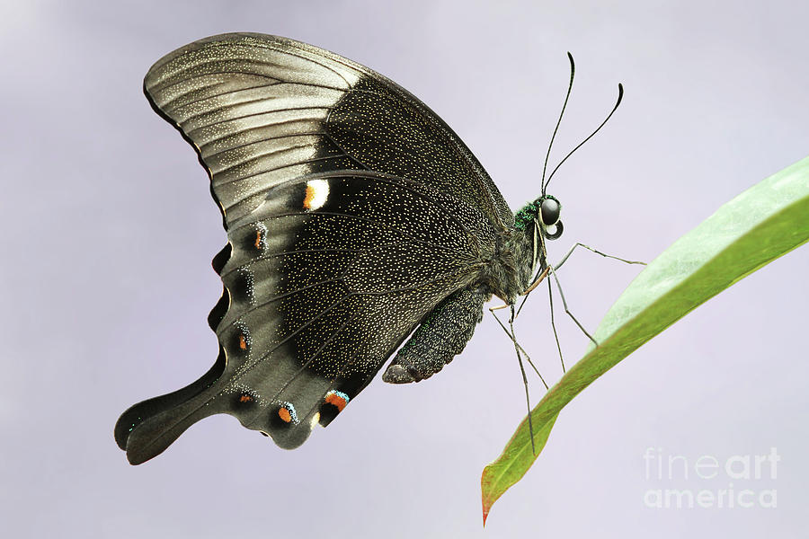 Emerald Peacock Swallowtail Butterfly #10 V2 by Judy Whitton Emerald Peacock Swallowtail Butterfly #10 V2 by Judy Whitton