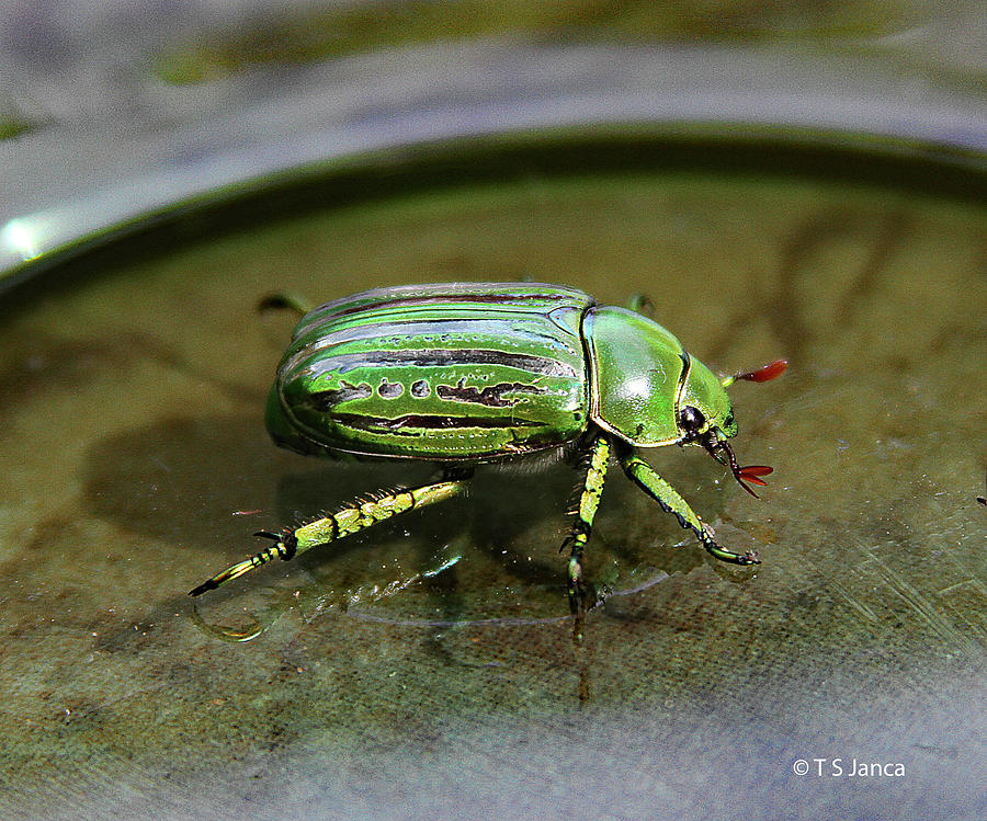 Emerald Pine Beetle Digital Art by Tom Janca
