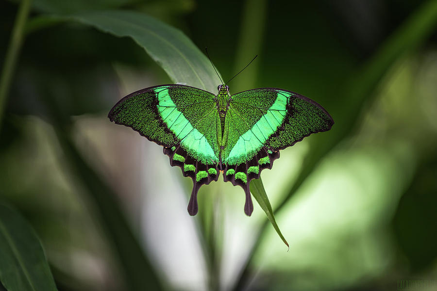 Emerald Swallowtail- 2 Photograph by Calazone's Flics - Fine Art America