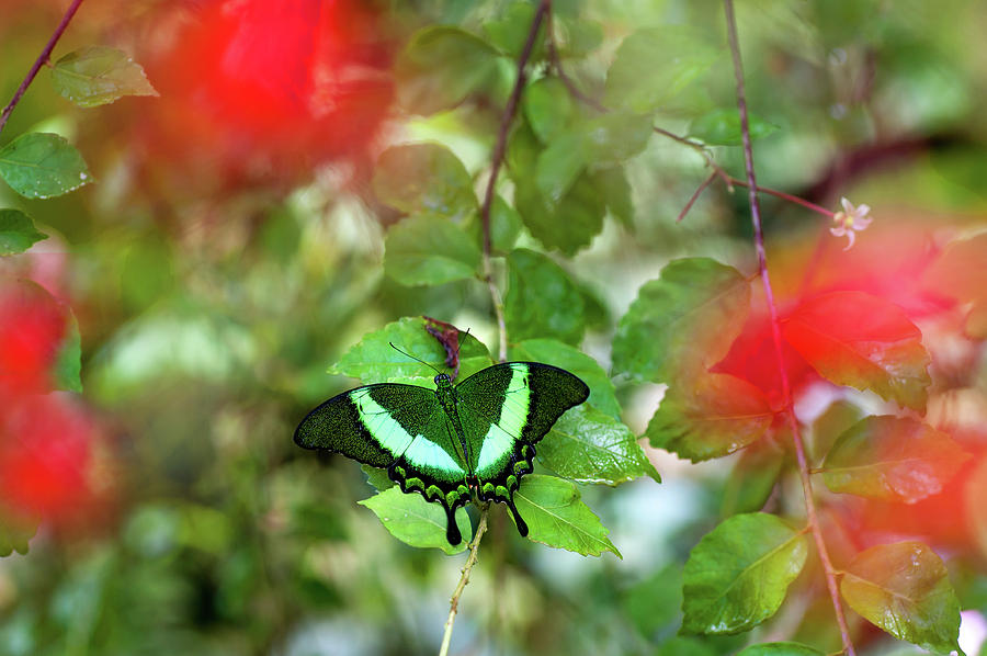 Emerald Swallowtail and Red Flowers Photograph by Jenny Rainbow