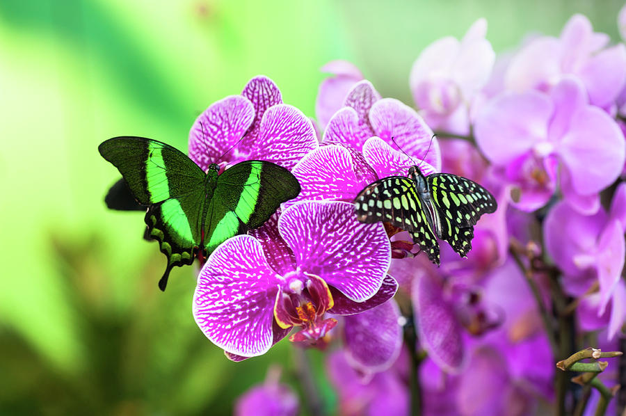 Emerald Swallowtail And Tailed Jay 1 Photograph
