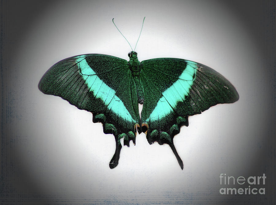 Emerald Swallowtail Butterfly Photograph by Karen Adams