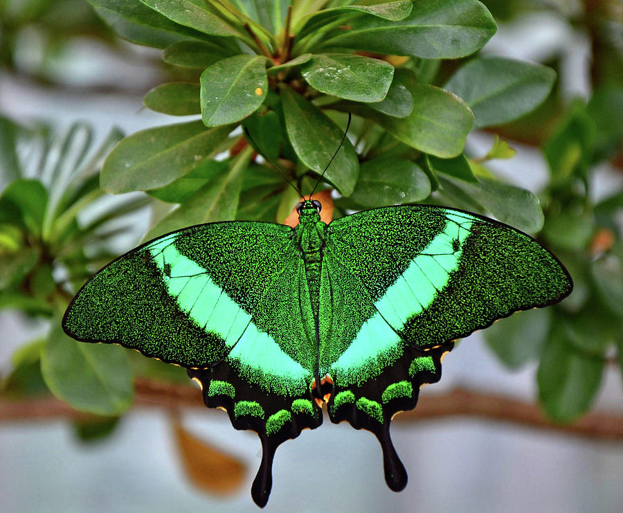 Emerald Swallowtail Butterfly Photograph by Ronda Ryan