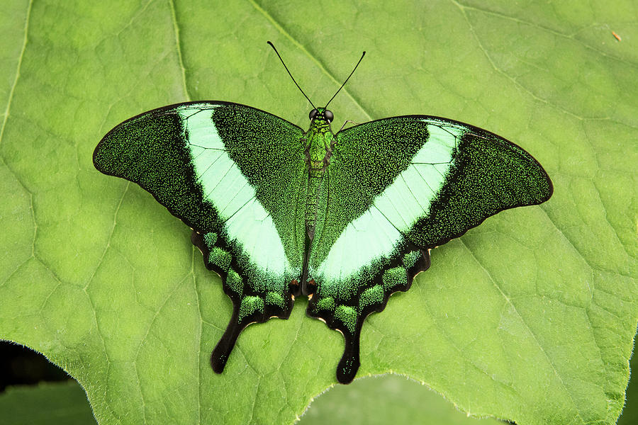 Emerald Swallowtail Butterfly Photograph By Sharon Haeger - Fine Art 