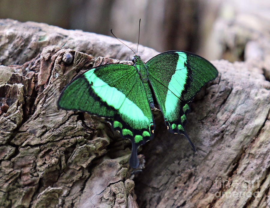 Emerald Swallowtail Butterfly Photograph by Steve Gass
