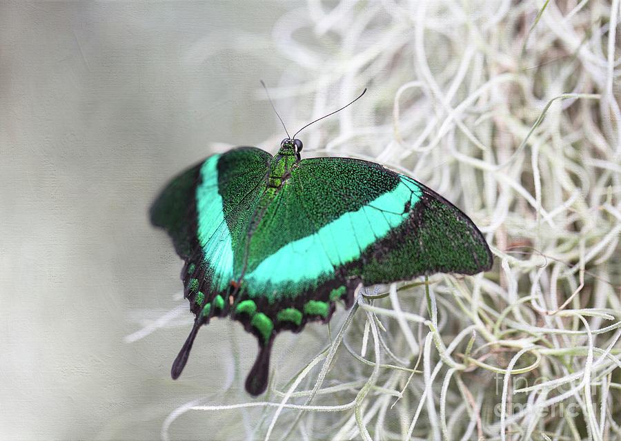 Emerald Swallowtail Photograph by Eva Lechner