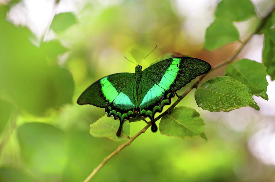 Emerald Swallowtail in Greenery Photograph by Jenny Rainbow