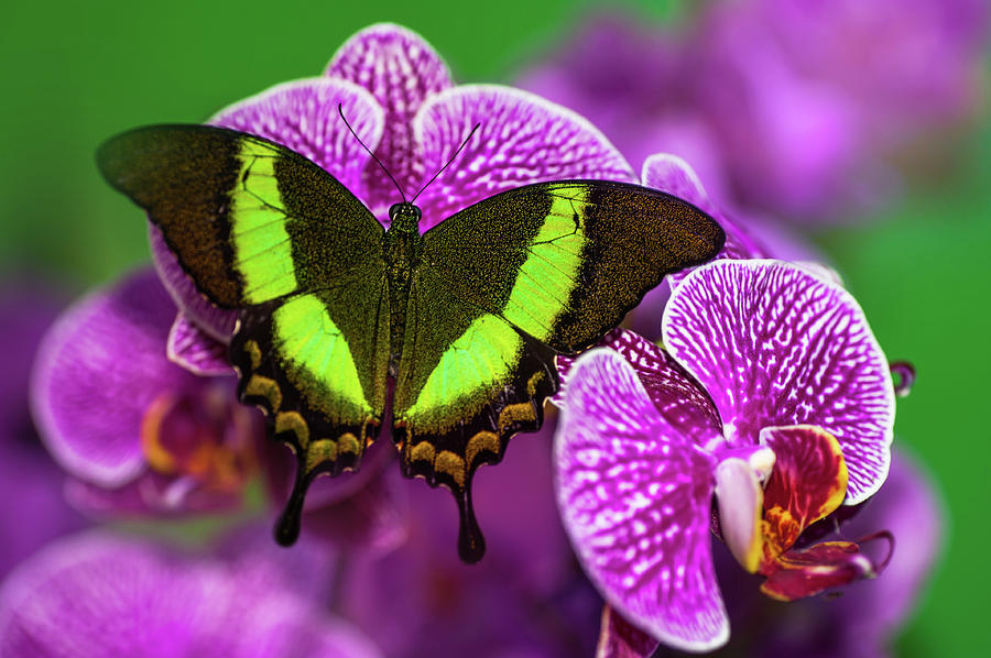 Emerald Swallowtail on Purple Orchid. Beauty in Frame 1 Photograph by Jenny Rainbow