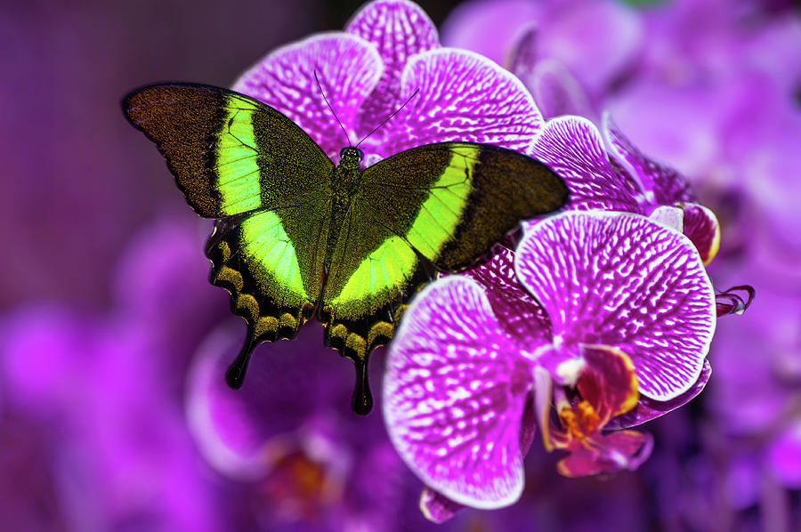 Emerald Swallowtail On Purple Orchid. Beauty In Frame Photograph