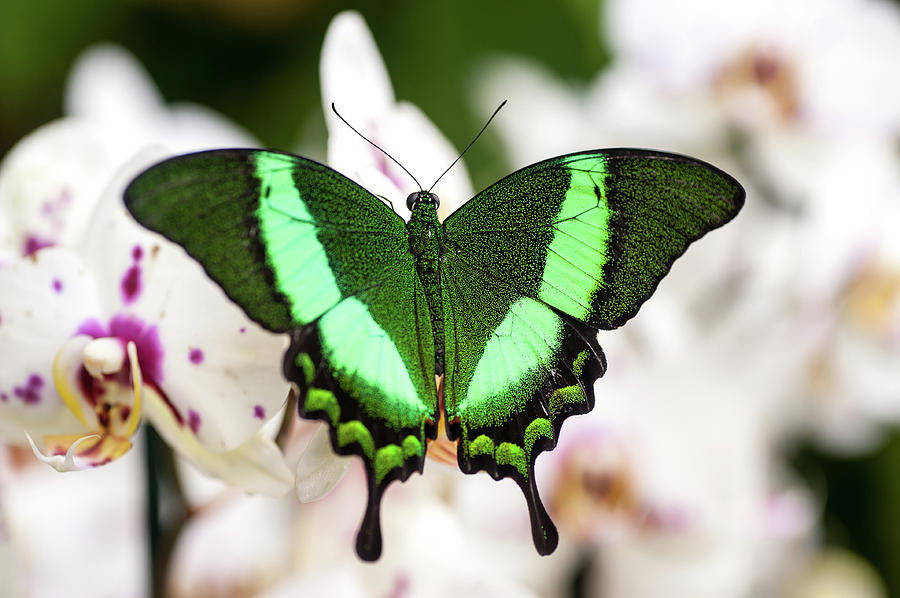 Emerald Swallowtail On White Orchids Photograph by Jenny Rainbow