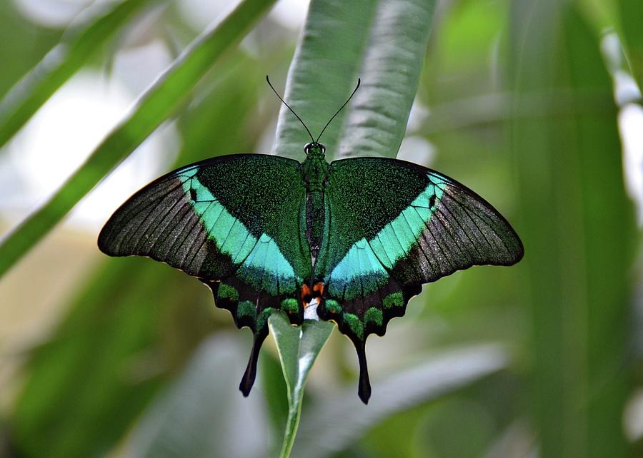Emerald Swallowtail Photograph by Ronda Ryan