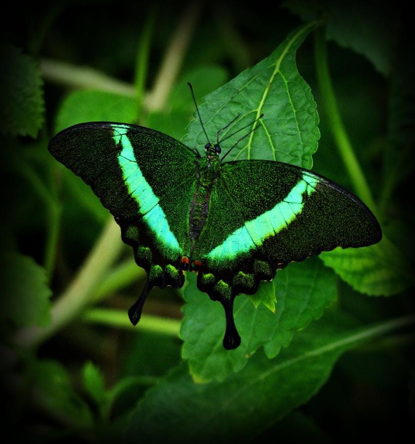 Butterfly Photograph - Emerald Swallowtail by Sandy Keeton