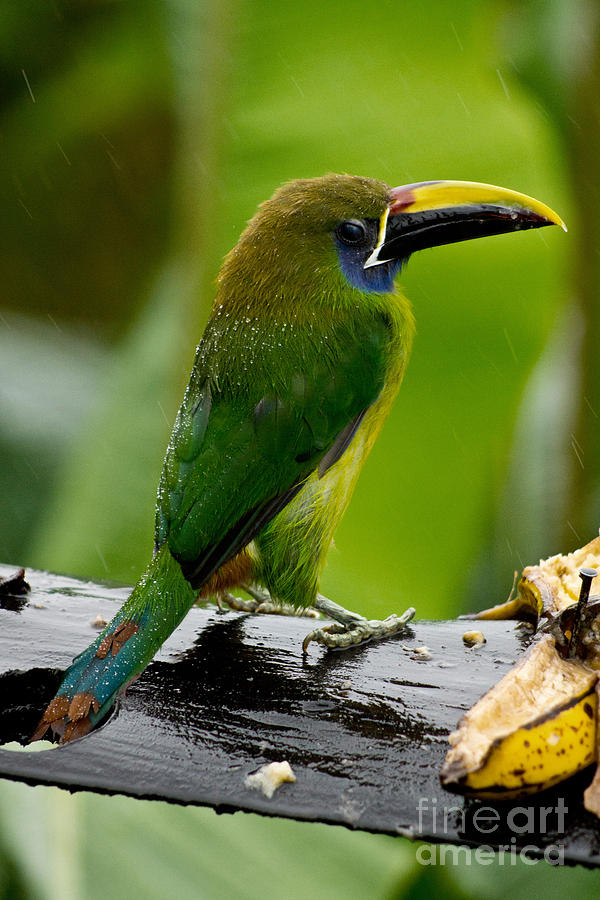 Emerald Toucanet In The Rain Photograph by Dant Fenolio
