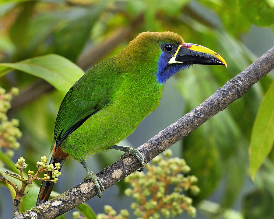 Emerald Toucanet Photograph by Tony Beck