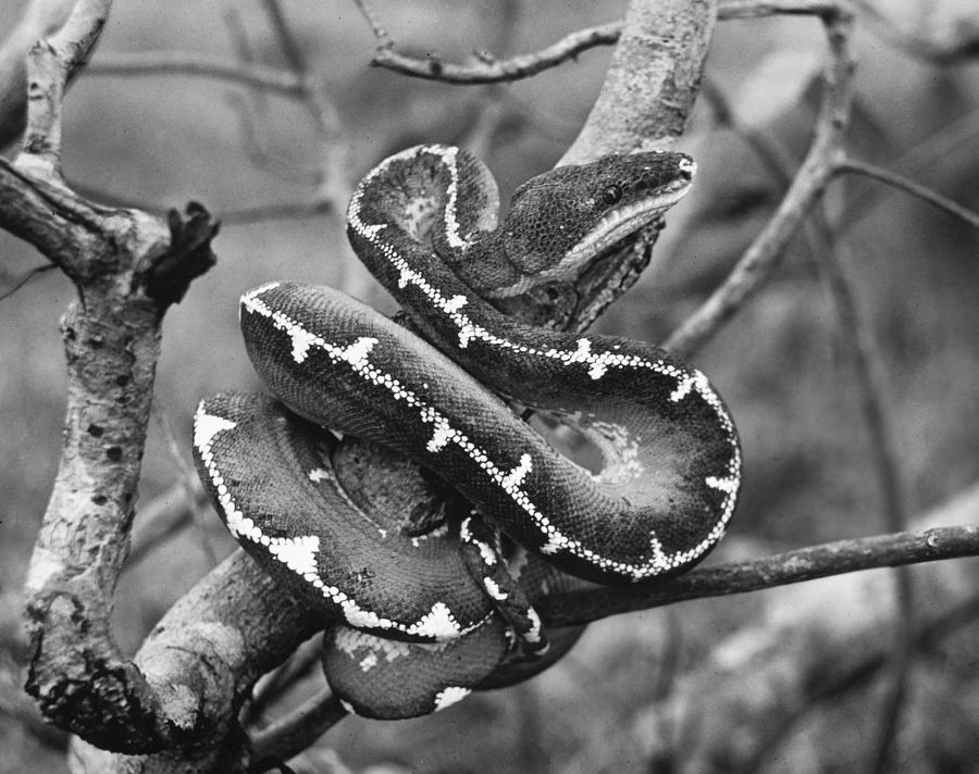 Emerald Tree Boa Photograph by Granger - Fine Art America