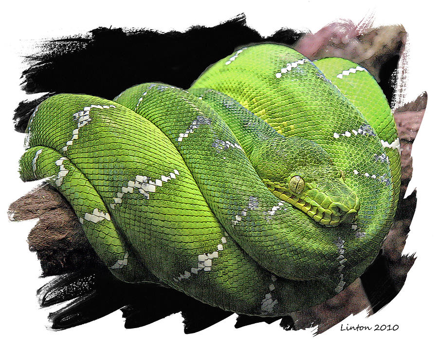 Snake Digital Art - Emerald Tree Boa by Larry Linton