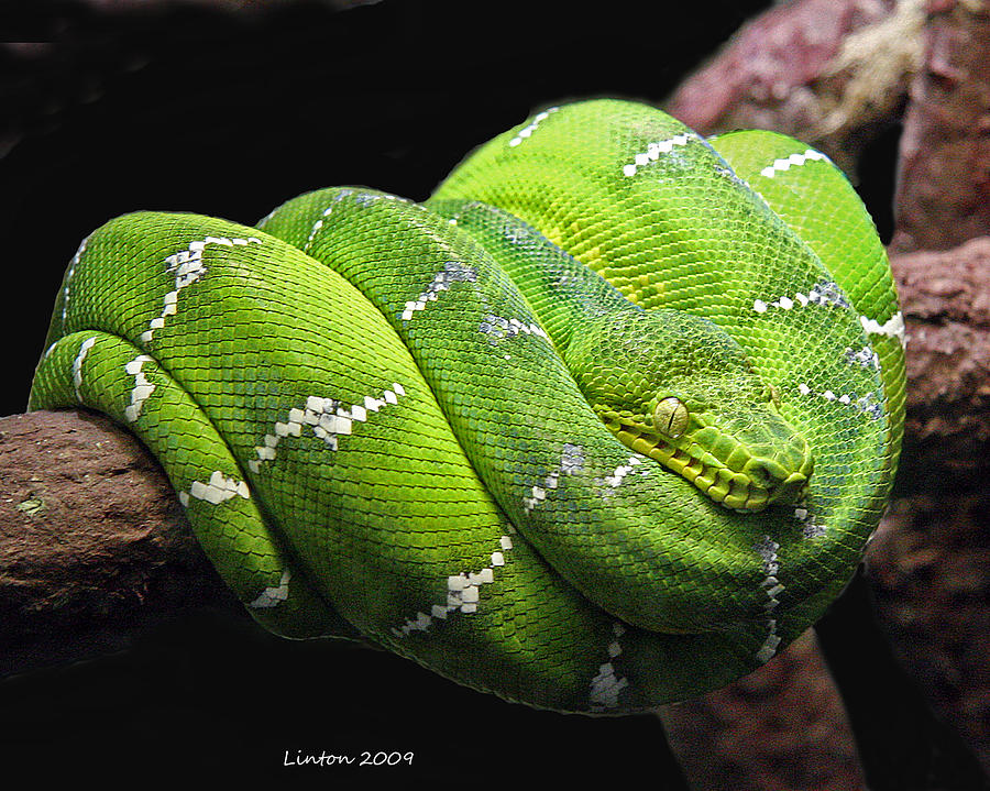 Emerald Tree Snake Photograph by Larry Linton