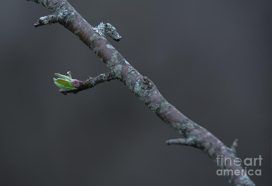 Spring Photograph - Emergence by Diane Diederich