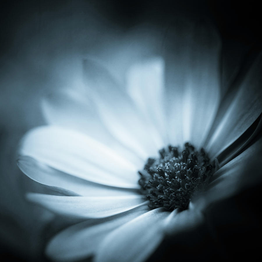 Flowers Photograph - Emergence by Lisa McStamp Flowers Photograph - Emergence by Lisa McStamp