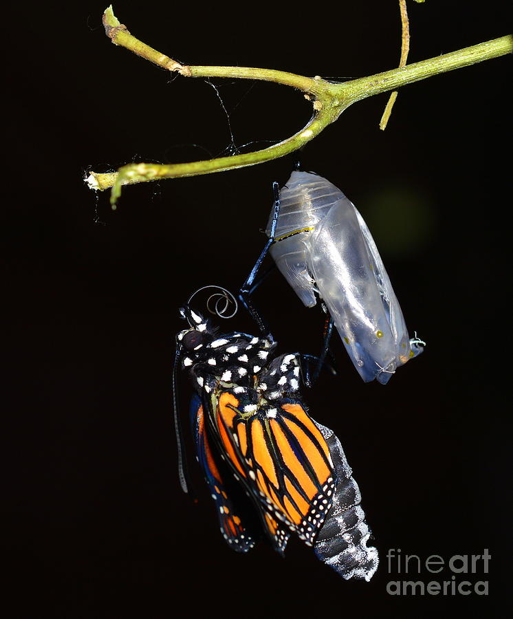 Butterfly Photograph - Emergent by Lew Davis