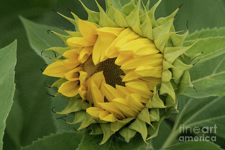 Emergent Sunflower Photograph by Ann Horn