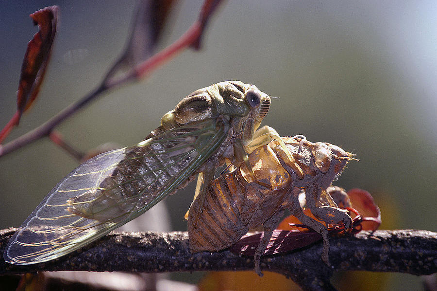 Emerging - Cicada 1 Photograph by DArcy Evans