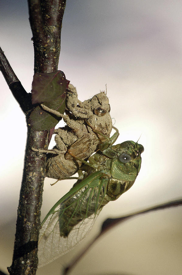 Emerging - Cicada 2 Photograph by DArcy Evans