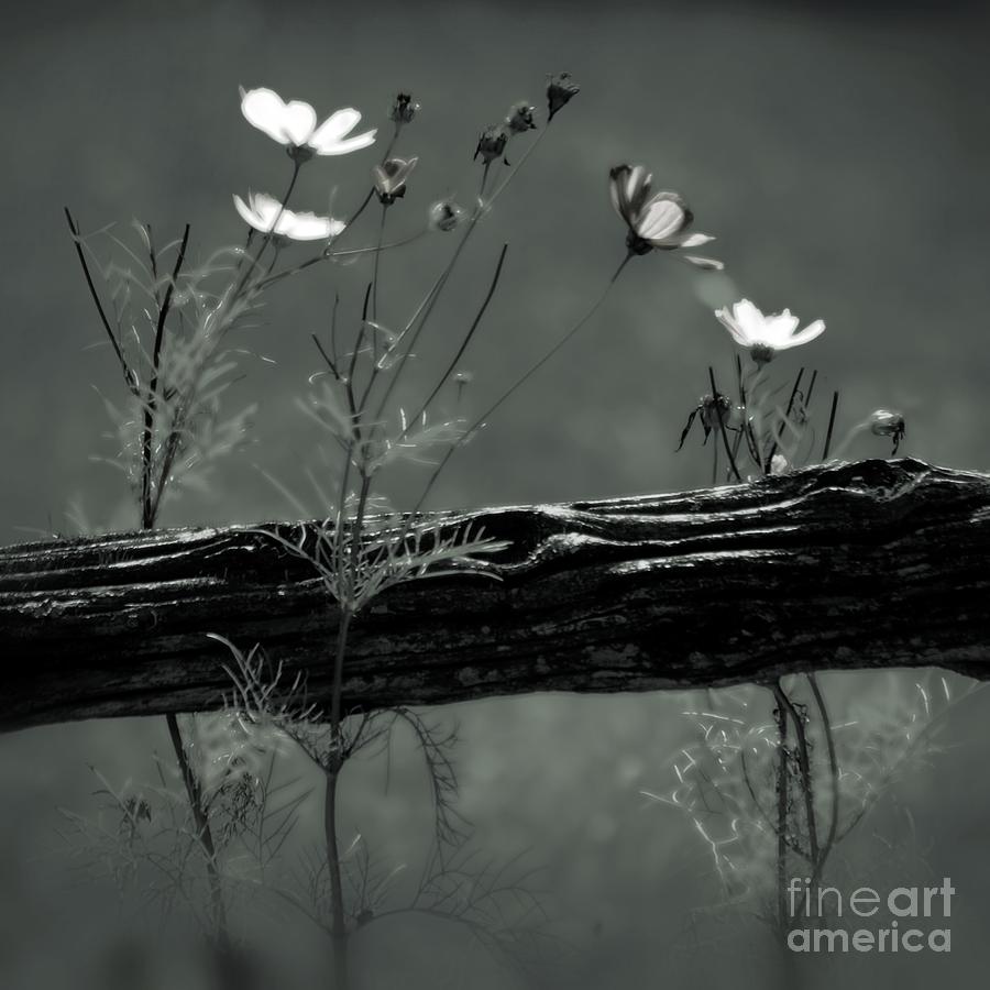 Emerging Beauties p bw01fr2sq Photograph by Variance Collections
