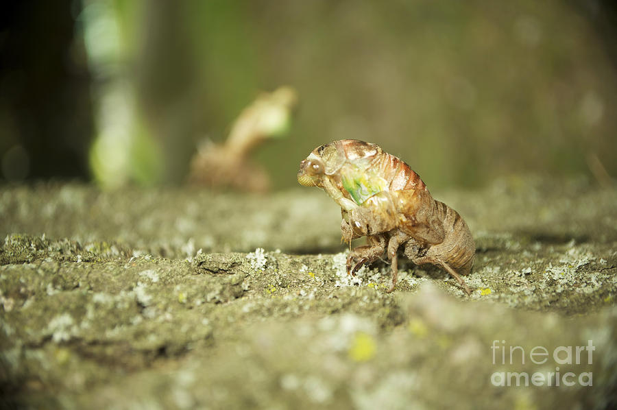 Summer Photograph - Emerging Cicada by Elaine Mikkelstrup
