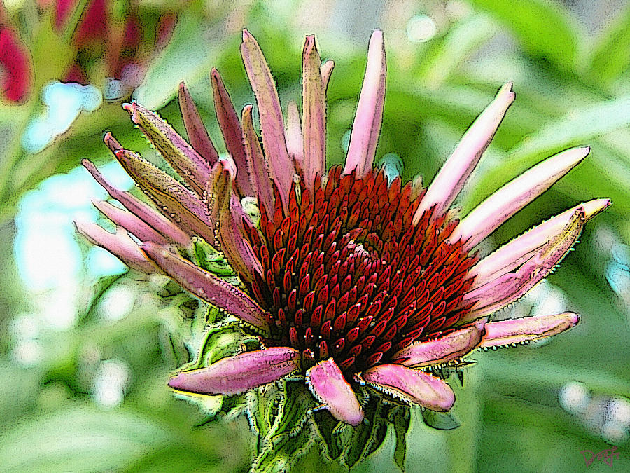 Emerging Cone Flower Photograph by Dee Flouton