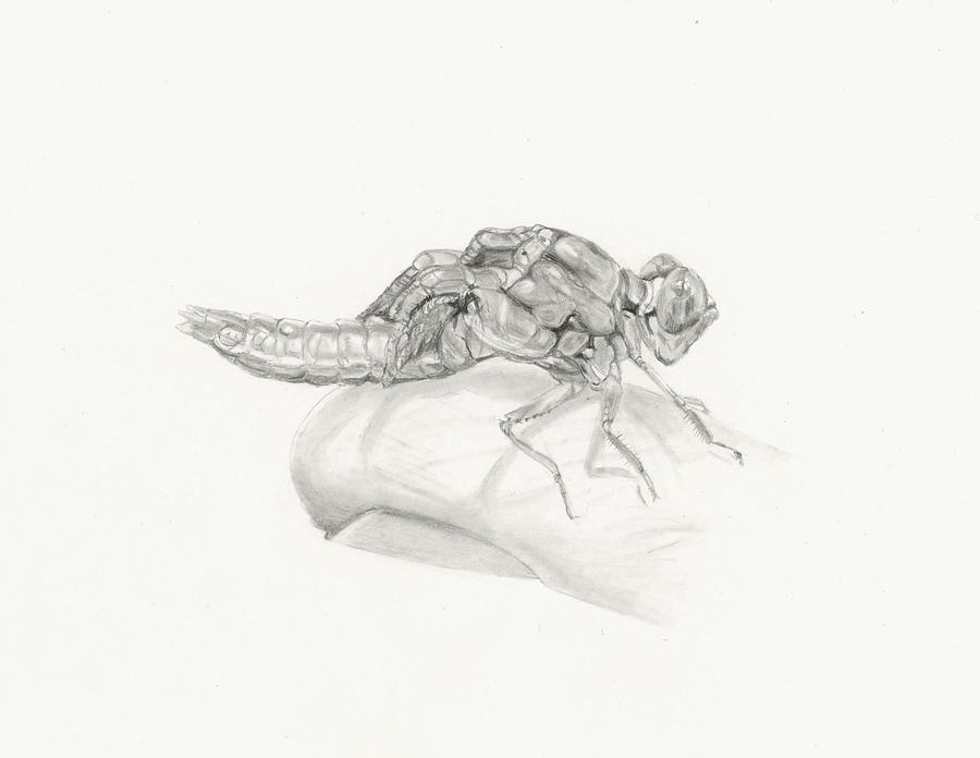 Emerging Dragonfly - The Fishing Life Drawing by Marsha Karle