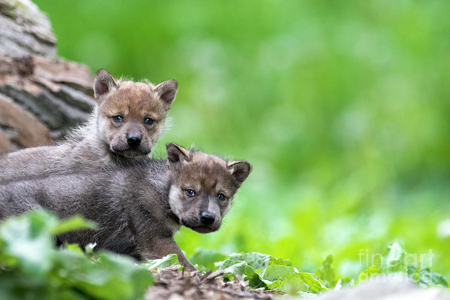 Emerging From The Den Photograph by Paul Danaher - Fine Art America