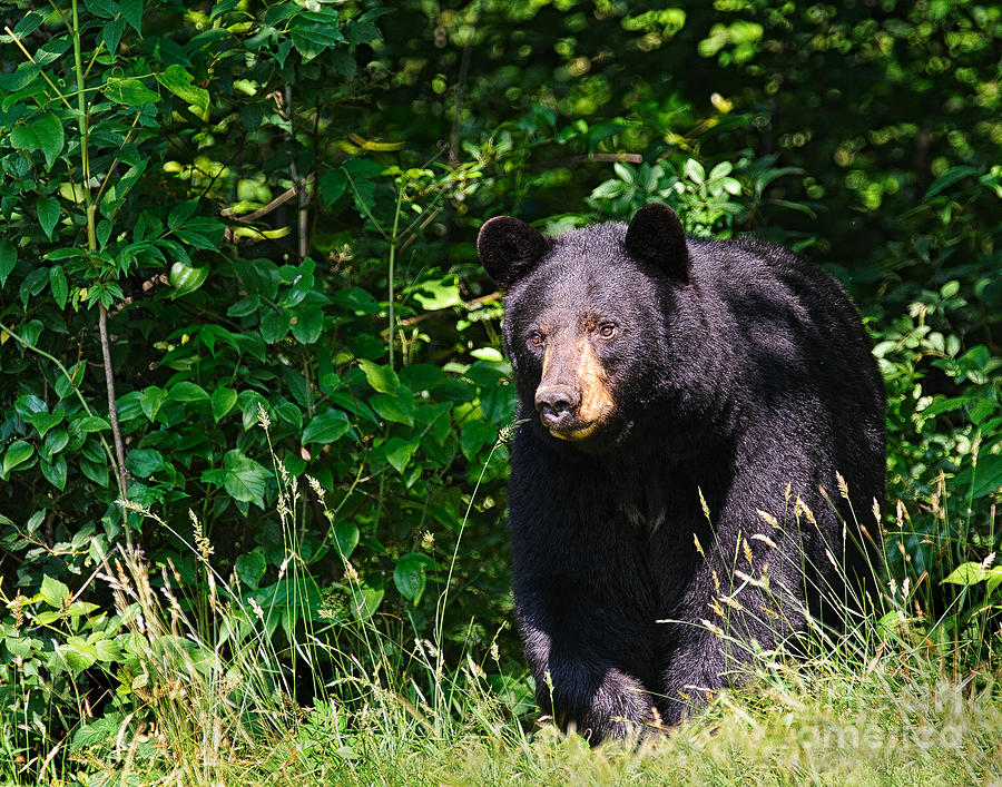 Black Bear Emerging from the Woods Photograph by Timothy Flanigan ...