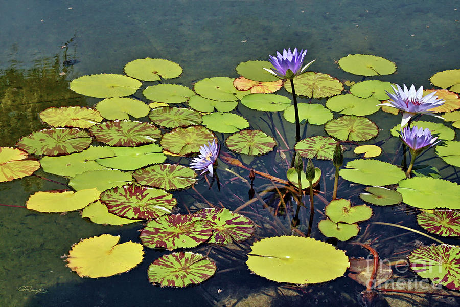 Emerging of Mud - Blue Lotus Blooming Photograph by Gabriele Pomykaj