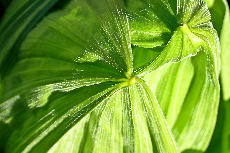 Emerging Plants Photograph