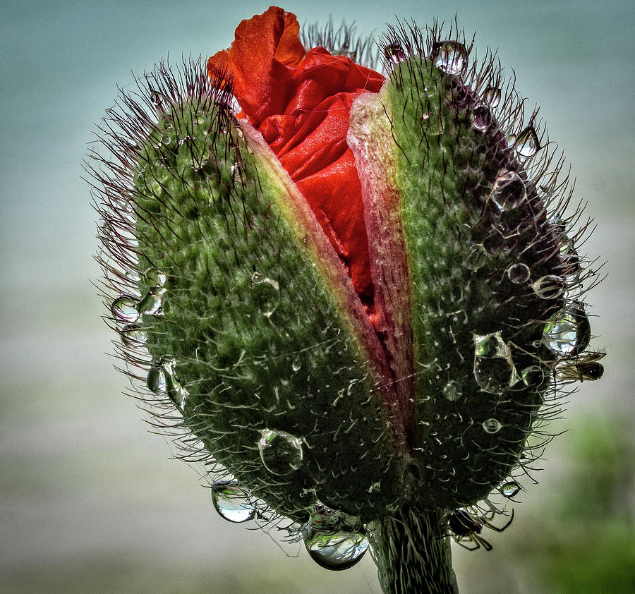 Emerging Poppy Photograph by Dean Ginther