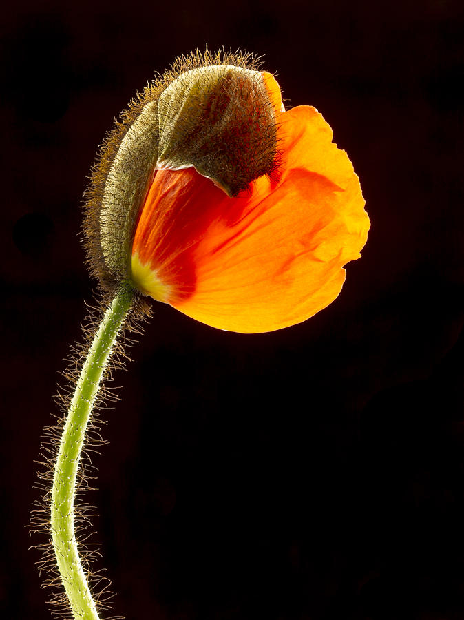 Emerging Poppy Photograph by Jean Noren